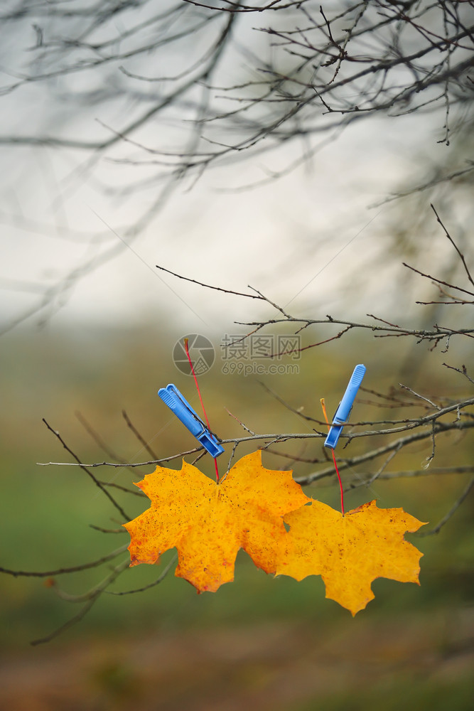 黄色秋叶在树枝上图片