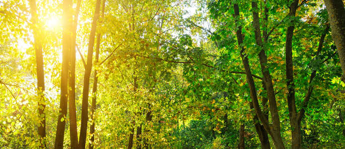 秋天的森林黄树和红叶宽阔的照片图片