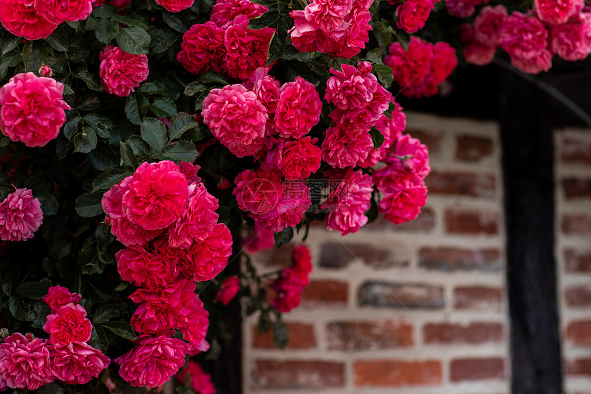 在砖墙背景上盛开的粉红玫瑰丛中在砖墙背景上盛开的粉红玫瑰丛中在砖墙背景上图片