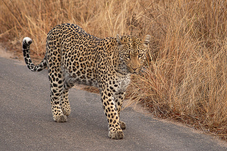 追踪长尾豹马修美洲豹克鲁杰公园非洲南部背景
