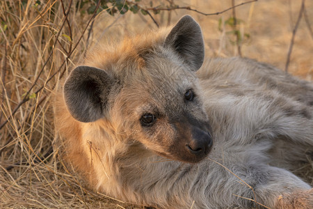 非洲南部的斑鬣狗图片