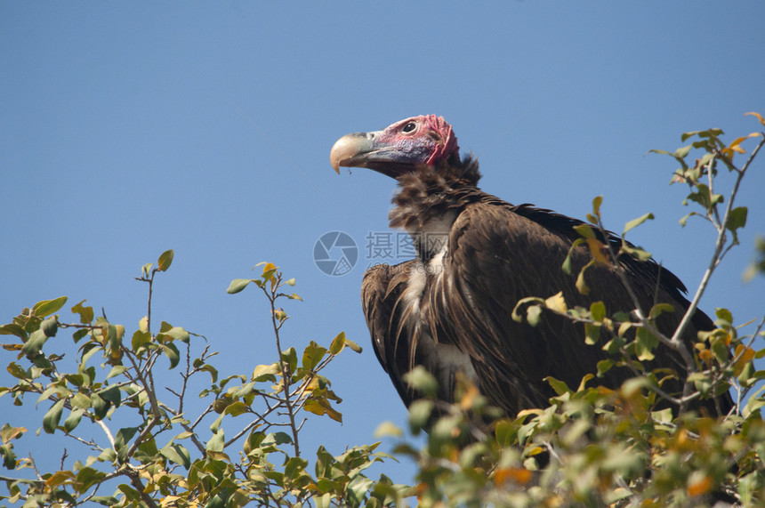 拉木偶面对秃鹫TorgsacheliotsKruge公园非洲南部图片