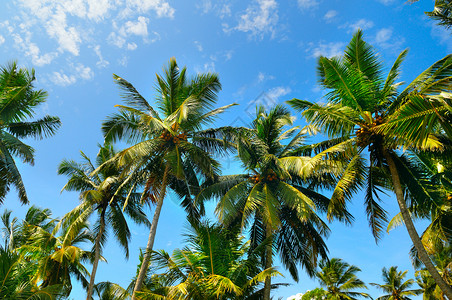 有美丽的天空景色棕榈树概念是旅行图片