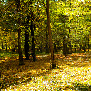 秋天风景和阳光下美丽的彩色树木图片