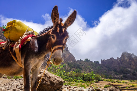 公驴在非洲佛得角圣安多岛的科瓦德保罗沃塔诺火山口的驴子佛得角圣安托岛上的科瓦德保罗沃塔诺火山口中的驴子背景