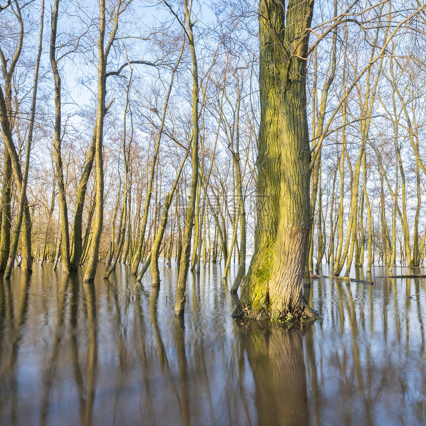 河内湿地瓦拉尔洪泛水平原的树木和反射物图片
