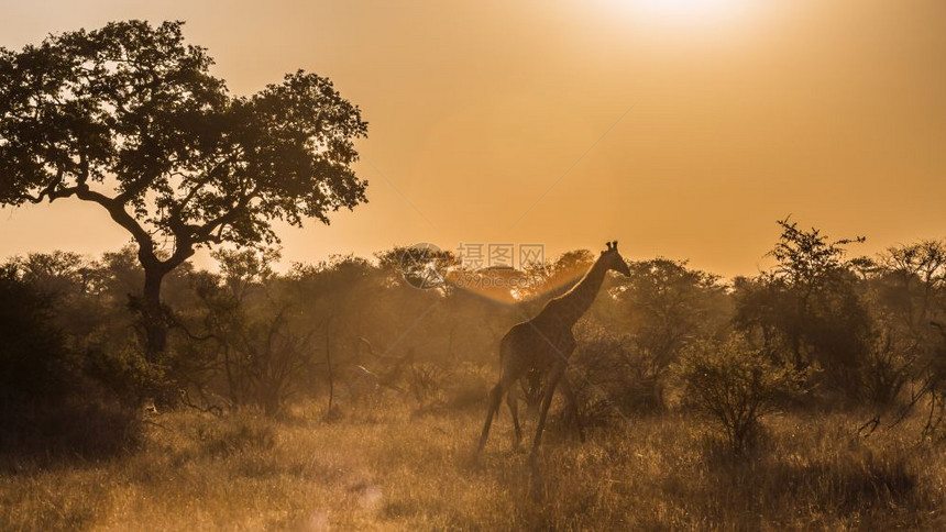非洲南部的长颈鹿图片