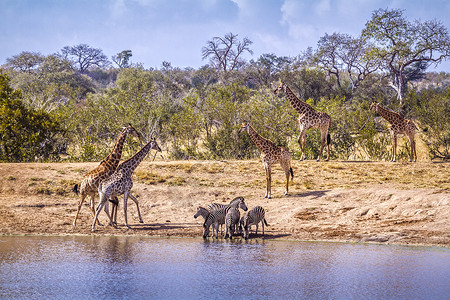 非洲南部的长颈鹿和斑马图片