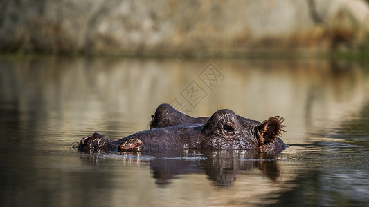 南非洲水深处的河马头图片