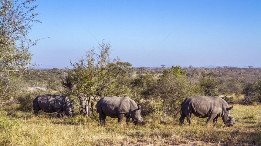 南部非洲Kruge公园的热带草原有三处南部白犀牛非洲Kruge公园的南部白犀牛非洲Kruge公园的南部白犀牛图片