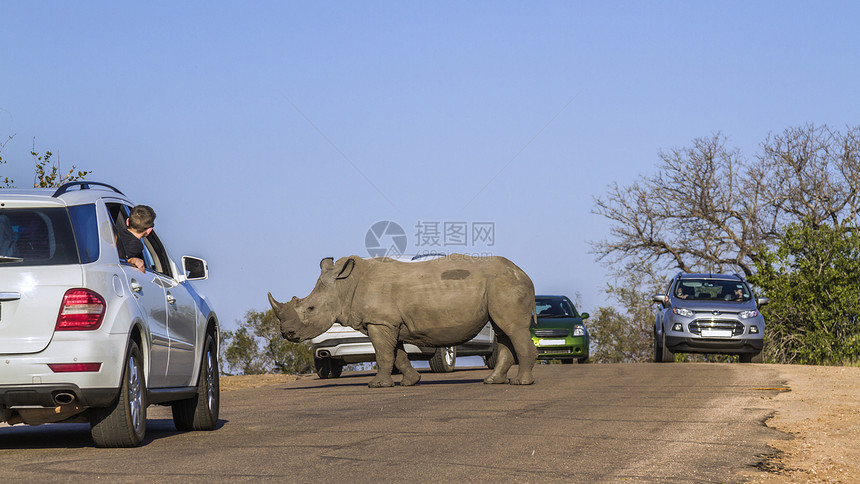 南部非洲Kruge公园旅游汽车之间穿过公路的南部白犀牛非洲Kruge公园南部白犀牛面部非洲Kruge公园南面白犀牛图片