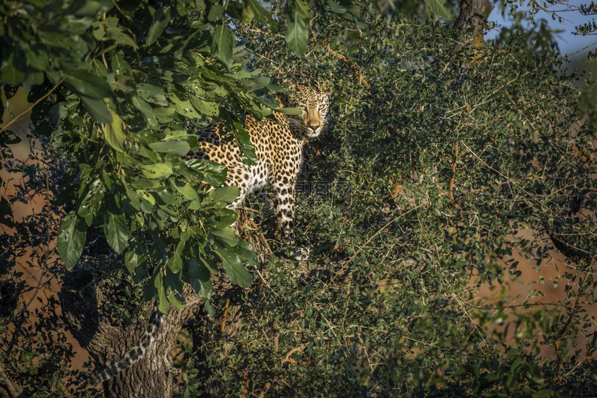 非洲南部Kruge公园的灌木丛中藏有豹非洲南部Kruge公园的felida的SpciPanthrpdus家庭图片