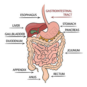 胃食管消化系统插画插画