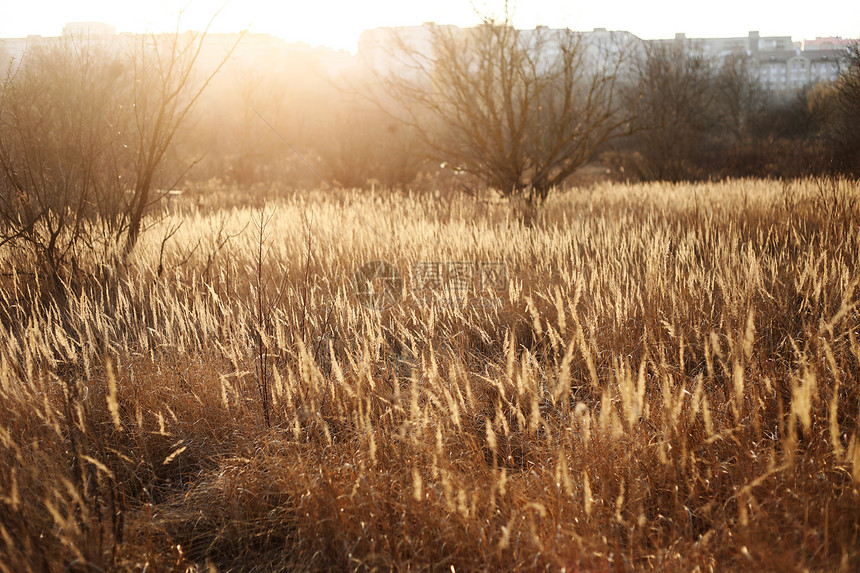 日落时的自然背景有选择的焦点草场日落时的野外自然背景有选择的焦点图片