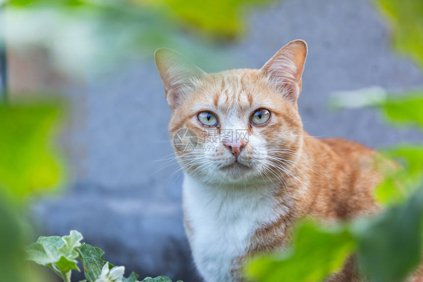 可爱的泰式橘猫图片