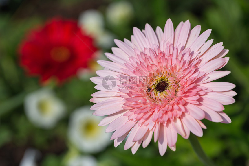 植物园花朵阳光明媚的夏日或春用于明信片美容装饰和农业设计图片