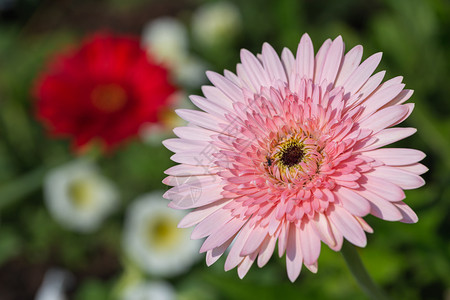 植物园花朵阳光明媚的夏日或春用于明信片美容装饰和农业设计图片