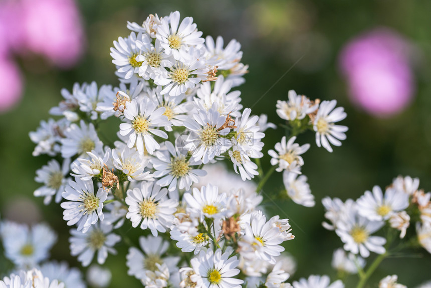 在阳光明媚的夏日或春花园中用于美容和农业设计白菊花和绿叶背景图片