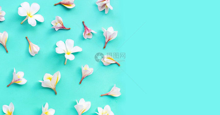 蓝色背景的李风花或frangip花图片