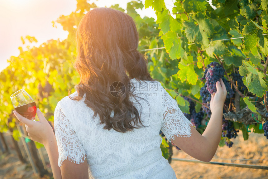 年轻成女子在葡萄园里散步享受葡萄酒的饮料图片