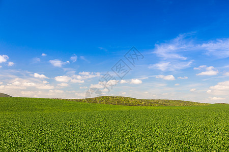荒凉的绿色农田地貌远处有山丘图片