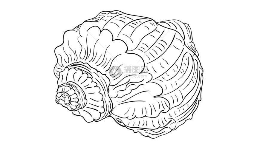 黑白线条装饰贝壳古老风格插图图片