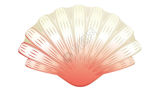 扇贝素材装饰贝壳古老风格插图插画