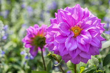 在阳光明媚的夏日或春花园里摆放粉红色花朵和绿叶用于美容和农业设计图片