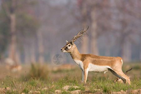 印度羚羊内帕尔巴迪亚公园的黑巴克背景