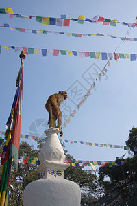 猕猴尼泊尔加德满都的猕猴图片