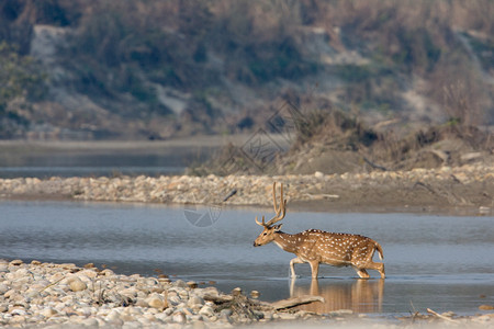 在Nepal的Brdi公园发现鹿高清图片