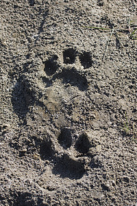 美洲豹Bardinetpl中的虎爪标记背景