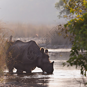 印度犀牛单立体犀牛dasie背景