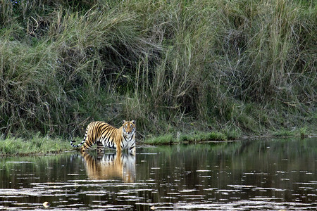 黑豹底格里斯孟加拉虎背景图片