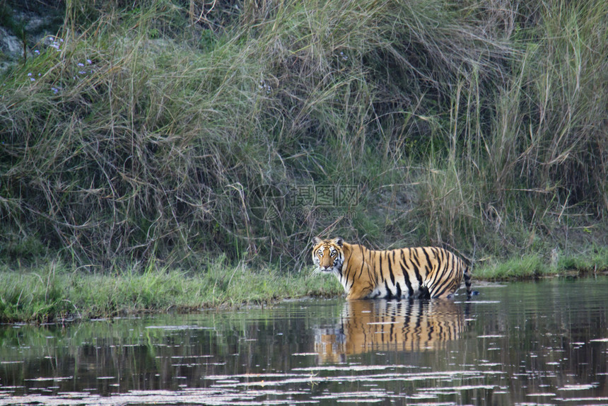 黑豹底格里斯孟加拉虎图片