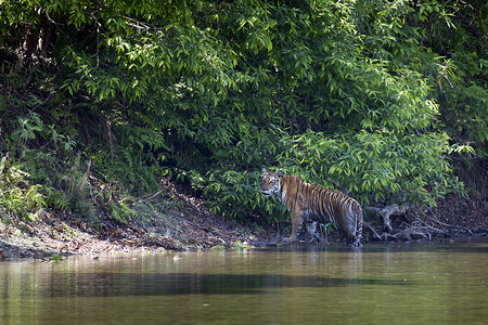 黑豹底格里斯孟加拉虎背景图片