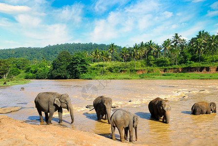 热带的斯里兰卡风景概念是旅行背景图片