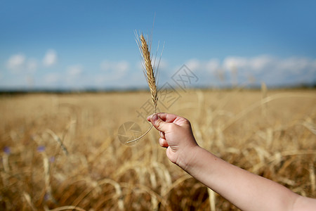 childsanolsaprogletfikeonthfildnfroud农业丰收水平照片小麦田和天空的背景背景图片