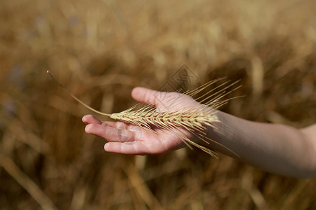 手握着田野的小麦图片