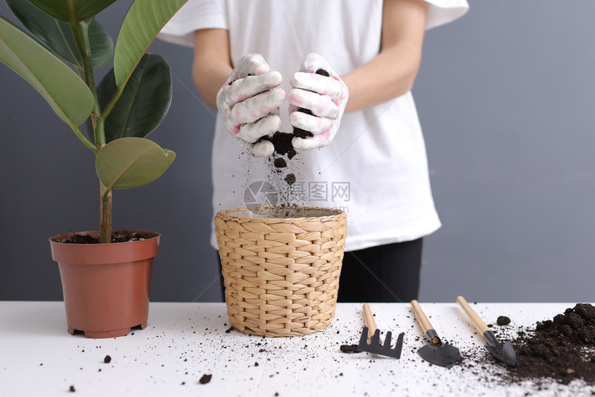 妇女将花粉重新植入的维杰锅中在家里进行庭移植年轻美丽的女照料室内植物扫描禽种的风格最低要求花店生态友好图片