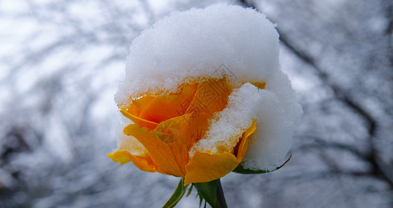 黄玫瑰在花床上面布满鲜雪背景图片