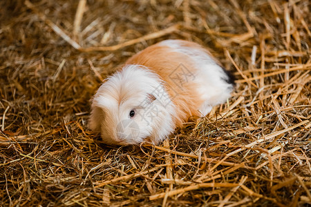 可爱的红猪和白豚可爱的红和白在家里的小宠物干草中的白猪图片