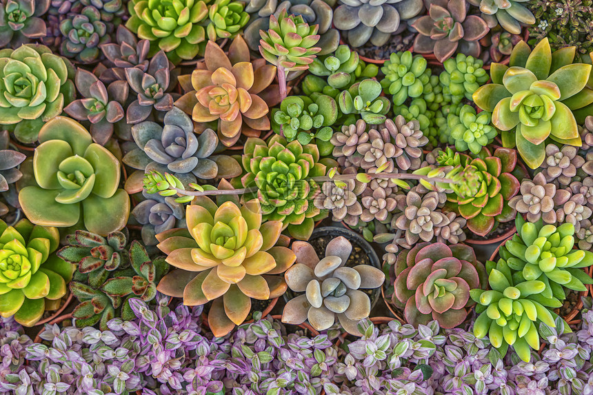 花园中各种植物的混合多样自然背景图片