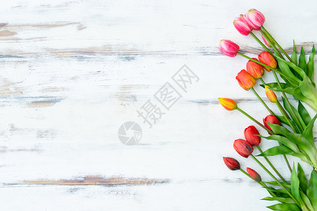 白木板上的红色和粉郁金香有自由空间东面背景自然图片