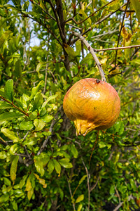 Fois岛的石榴树非洲角Fois岛的石榴树角图片