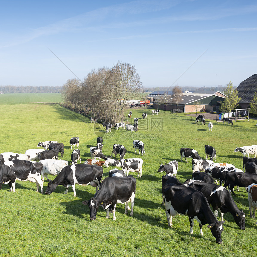 在阳光明媚的春天放牧奶牛图片