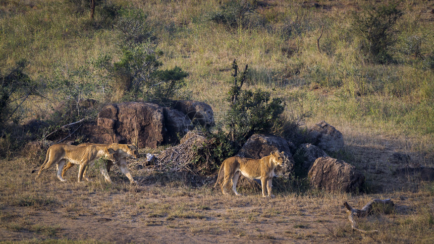 三名非洲狮子在南Kruge公园移动Felida的SpciPanthrlo家庭图片