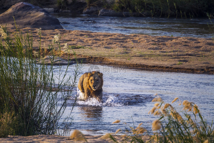 非洲狮子男横越非洲南部Kruge公园的河流前视线非洲南部Kruge公园的非洲狮子Felida的SpciPanthrlo家庭图片