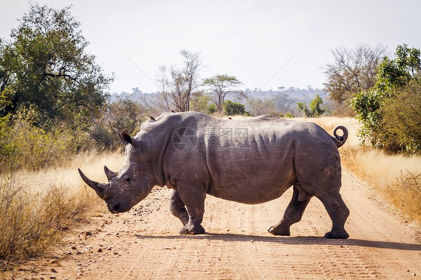 南部非洲Kruge公园南部非洲Kruge公园南部白犀牛穿过草砂路南部非洲Kruge公园南部白犀牛图片