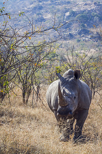 进食中犀牛非洲南部Kruge公园前视热带草原中的南部白犀牛非洲南部Kruge公园中的南部白犀牛端非洲部Kruge公园中的南白犀牛端背景